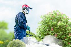 Обработка сада от паразитов - необходимые меры и их регулярность  в Мариуполе