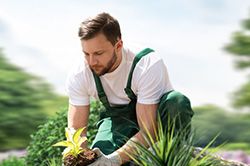 Озеленение и городское благоустройство, создание комфортной среды  в Мариуполе