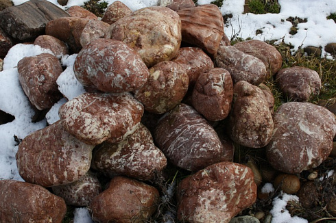 Kamenclub.ru: Розовый валунчик фр.100-300 мм.  купить в Мариуполе крупный природный камень розовый, серый молочный красный речной галечник природный 7850 руб/т   фото КАМЕНЬ КЛУБ