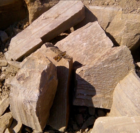 Kamenclub.ru: Песчаник пластушка желтый с рисунком (7-15 см)  купить в Мариуполе плитняк - пластушка - бут желтый песчаник 10200 руб/м3   фото КАМЕНЬ КЛУБ