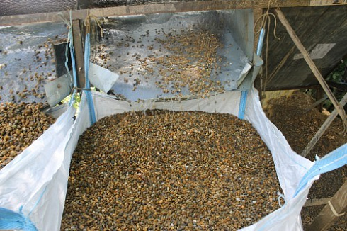 Kamenclub.ru: Галька окат (серо-желтая) фр.10-20 мм. купить  в Мариуполе галька серо-желтая, рыжая, серый речная окатанная округлая галька 5000 руб/т   фото КАМЕНЬ КЛУБ