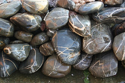 Kamenclub.ru: Валунчик Паутинник фр.100-300 мм  купить в Мариуполе крупный природный камень галечник темно-серый с прожилками белый черный речной валунчик 5000 руб/т   фото КАМЕНЬ КЛУБ