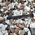 Kamenclub.ru: Мраморная крошка (щебень крошка микс : белый-черный-розовый) фр. 20-40 мм.  купить в Мариуполе мрамор белый, черный, розовый декоративная ландшафтная крошка 12000 руб/т   фото КАМЕНЬ КЛУБ