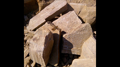 Kamenclub.ru: Песчаник пластушка желтый с рисунком (4-6 см)  купить в Мариуполе плитняк пластушка желтый с рисунком песчаник 9 000 руб/м3   фото КАМЕНЬ КЛУБ