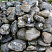 Kamenclub.ru: Валунчик Паутинник фр.100-300 мм  купить в Мариуполе крупный природный камень галечник темно-серый с прожилками белый черный речной валунчик 5000 руб/т   фото КАМЕНЬ КЛУБ