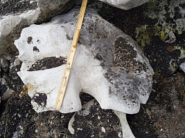 Kamenclub.ru: Выветренный известняк со мхом фр. 100-500 мм.  купить в Мариуполе известняк серый белый зеленый валун известняковый крупный 10000 руб/т   фото КАМЕНЬ КЛУБ