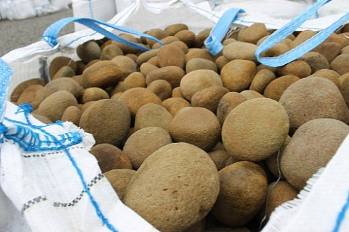 Kamenclub.ru: Песчаник ядра, фр. 100-300 мм  купить в Мариуполе песчаник бежевый серый рыжий речная галька 5 000 руб/т   фото КАМЕНЬ КЛУБ