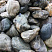 Kamenclub.ru: Речной валун Кабанчик фр.300-500 мм.  купить в Мариуполе крупный природный камень галька серый, темно-серый речной валун галечник масштабный 7000 руб/т   фото КАМЕНЬ КЛУБ