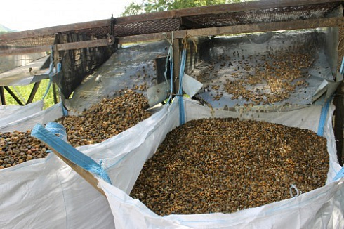 Kamenclub.ru: Галька окат (серо-желтая) фр.10-20 мм. купить  в Мариуполе галька серо-желтая, рыжая, серый речная окатанная округлая галька 5000 руб/т   фото КАМЕНЬ КЛУБ