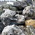 Kamenclub.ru: Черный гранит - кварцит фр. 100-500 мм.  купить в Мариуполе мрамор гранит черный с белыми прожилками, серый, белый валун скальный колотый 7000 руб/т   фото КАМЕНЬ КЛУБ