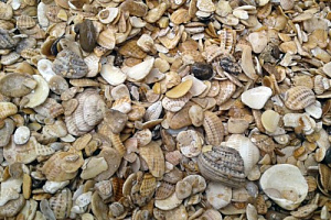 Морская ракушка фр. 5-20 мм  купить в Мариуполе фото Камень Клуб